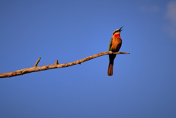 White-fronted bee-eater — Zambezi River tour.