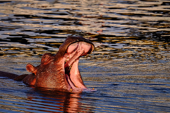Hippopotamus — Zambezi River
