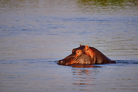 Hippopotamus — Zambezi River
