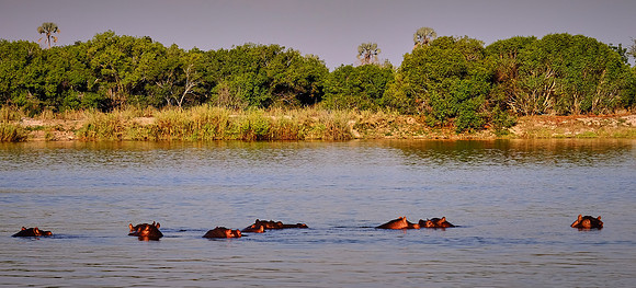 Hippopotamus bloat (or pod, herd, or dale) — Zambezi River