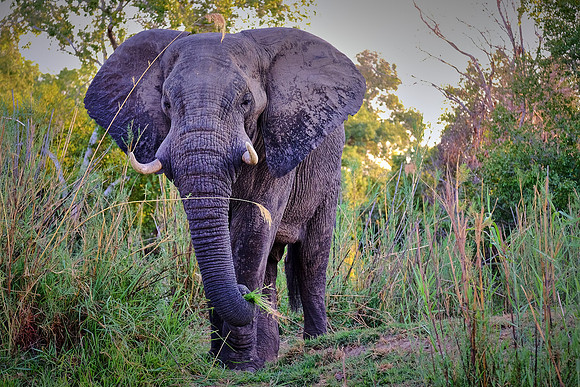 Elephant — Zambezi River