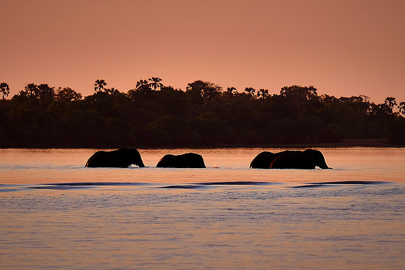 Elephants crossing the Zambezi River at sunset.