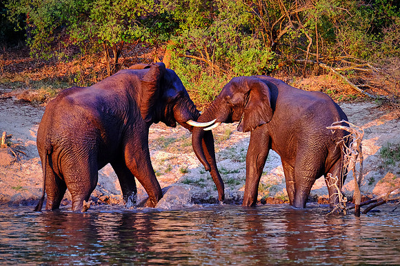 Elephants crossing the Zambezi River at sunset.