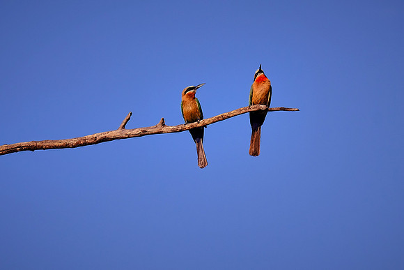 White-fronted bee-eater — Zambezi River tour.