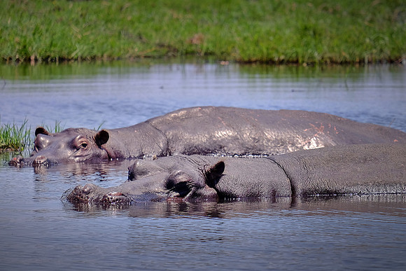 Hippopotamus — Game drive, Chobe National Park, Botswana
