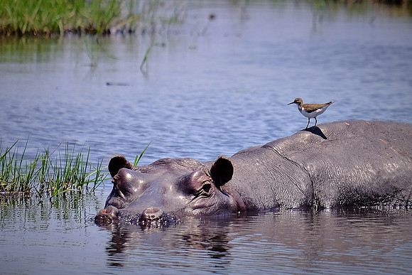 Hippopotamus & Oxpecker bird — Game drive, Chobe National Park, Botswana