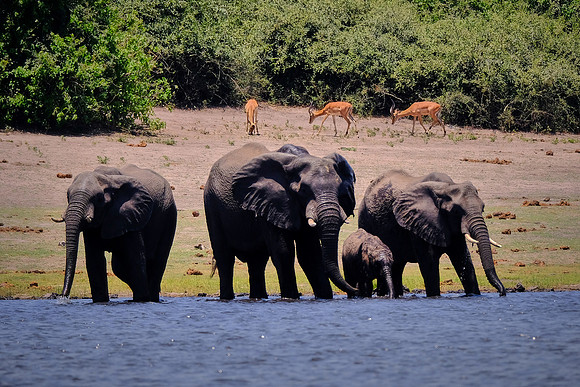 Elephant family and springbok —Game drive, Chobe National Park, Botswana