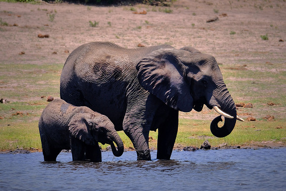 Elephants —Game drive, Chobe National Park, Botswana