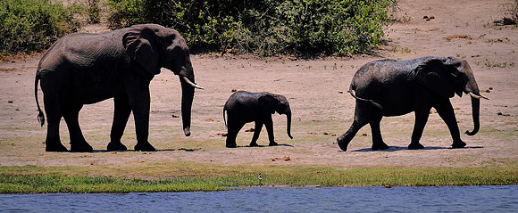Elephants —Game drive, Chobe National Park, Botswana
