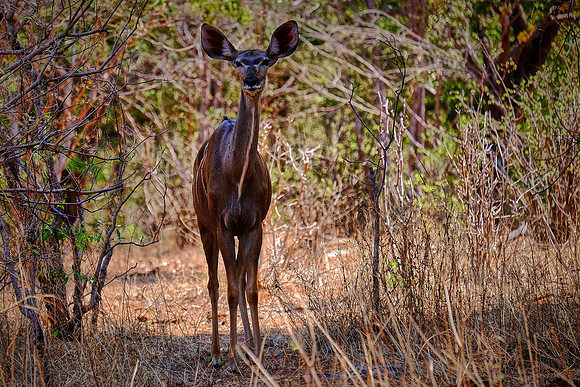 Springbok —Game drive, Chobe National Park, Botswana
