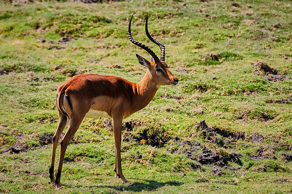 Springbok —Game drive, Chobe National Park, Botswana