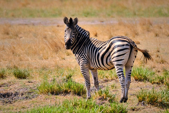 Plains zebra — Game drive, Chobe National Park, Botswana