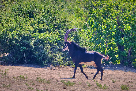 Waterbuck — Game drive, Chobe National Park, Botswana
