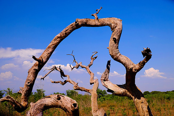 Game drive, Chobe National Park, Botswana