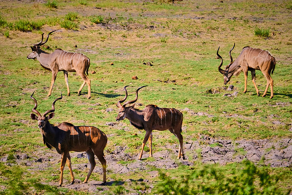 Greater kudu — Game drive, Chobe National Park, Botswana