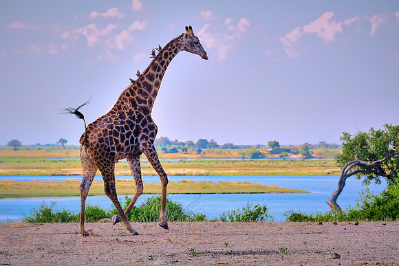 Giraffe & African tickbirds — Game drive, Chobe National Park, Botswana
