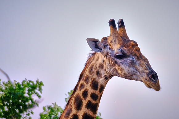 Giraffe — Game drive, Chobe National Park, Botswana