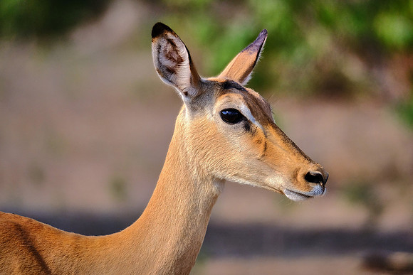 Springbok —Game drive, Chobe National Park, Botswana