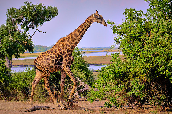 Giraffe — Game drive, Chobe National Park, Botswana