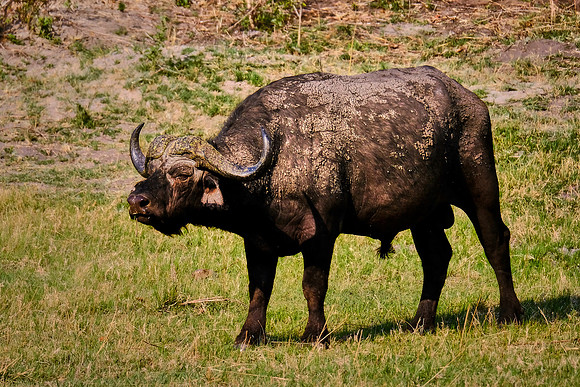 Water buffalo — Game drive, Chobe National Park, Botswana