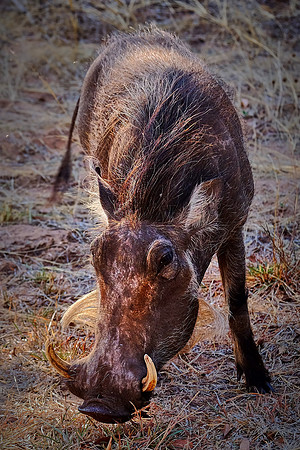Common warthog — Game drive, Chobe National Park, Botswana