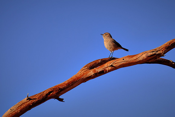 Female social weaver bird,  Sossusvlei, Namib Desert, Namibia