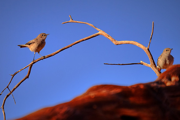 Female social weaver bird,  Sossusvlei, Namib Desert, Namibia