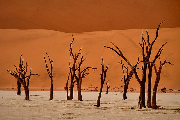 Skeleton trees and dunes of Namib-Naukluft National Park, Namibi