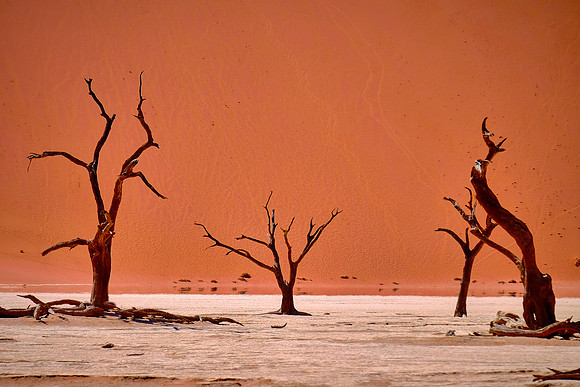 Skeleton trees and dunes of Namib-Naukluft National Park, Namibi