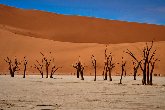 Skeleton trees and dunes of Namib-Naukluft National Park, Namibi