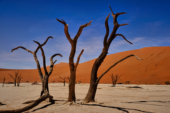 Skeleton trees and dunes of Namib-Naukluft National Park, Namibi