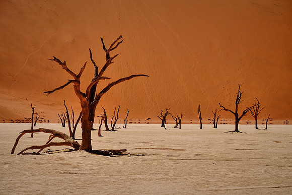 Skeleton trees and dunes of Namib-Naukluft National Park, Namibi