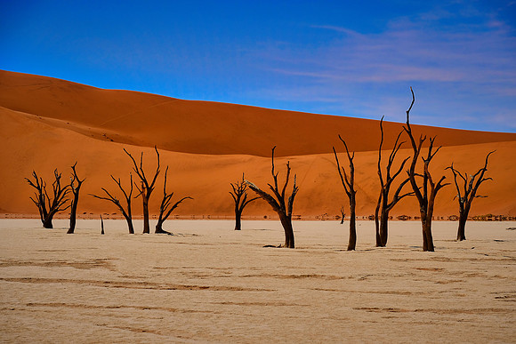 Skeleton trees and dunes of Namib-Naukluft National Park, Namibi
