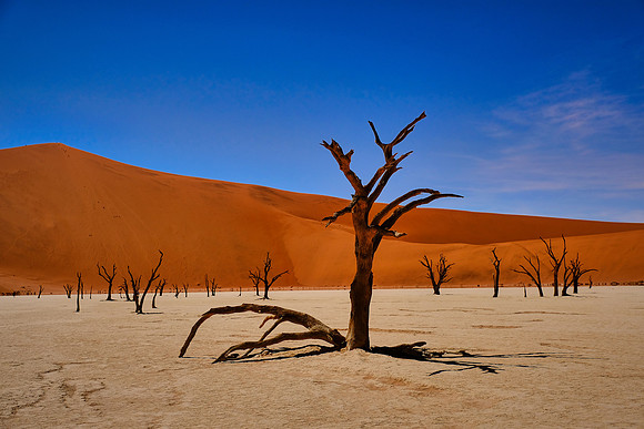 Skeleton trees and dunes of Namib-Naukluft National Park, Namibi