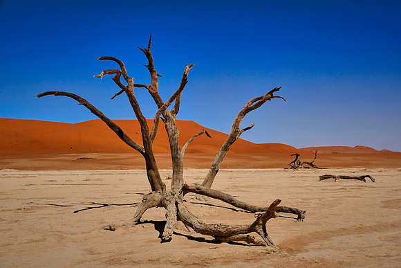 Skeleton trees and dunes of Namib-Naukluft National Park, Namibi
