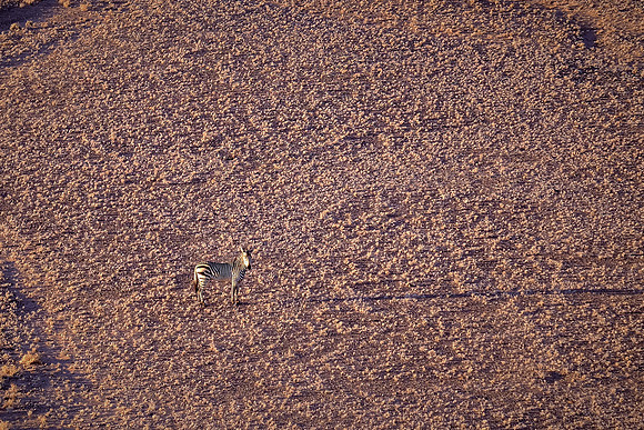 Mountain zebra at sunrise over the  Sossusvlei, Namib Desert, Namibia