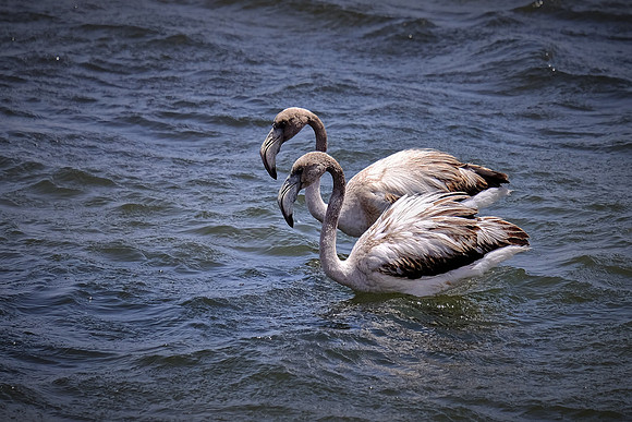 Walvis Bay, Atlantic Coast, Namibia