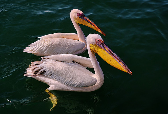 Great white pelican, Walvis Bay, Atlantic Coast, Namibia