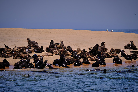 Cape fur seals on Pelican Point, Walvis Bay, Atlantic Coast, Namibia