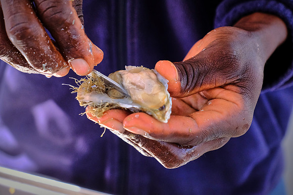 Oysters on Walvis Bay, Atlantic Coast, Namibia