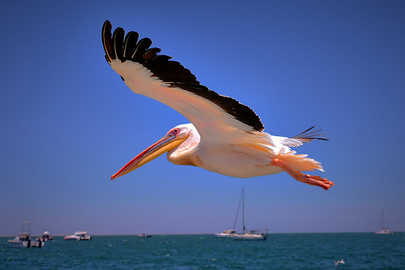 Great white pelican, Walvis Bay, Atlantic Coast, Namibia