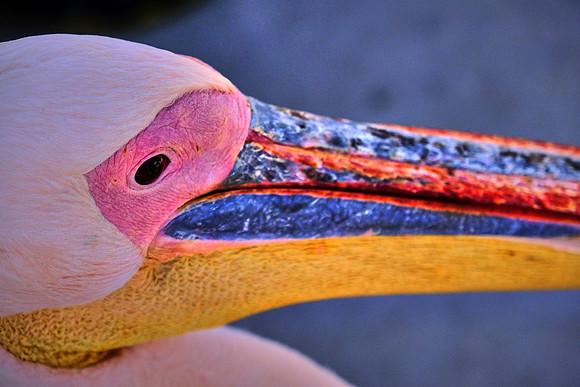 Great white pelican, Walvis Bay, Atlantic Coast, Namibia