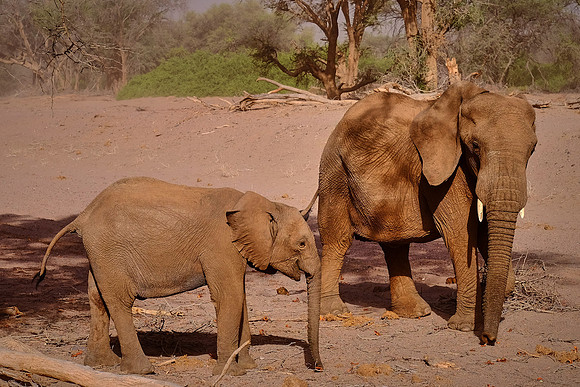 Desert elephants,  Damaraland, northwest Namibia