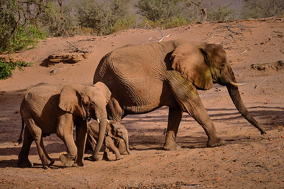 Desert elephants,  Damaraland, northwest Namibia