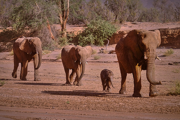 Desert elephants,  Damaraland, northwest Namibia