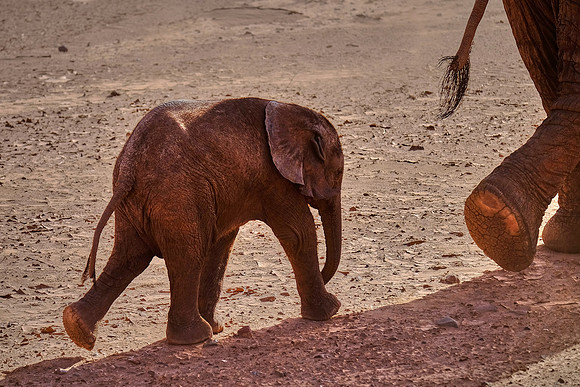 Desert elephants,  Damaraland, northwest Namibia