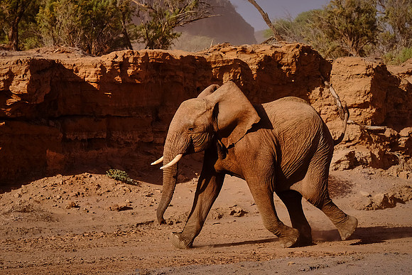Desert elephants,  Damaraland, northwest Namibia