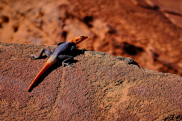ColoColored Collared Lizard, Twyfelfontain,  Damaraland, northwest, Namibia