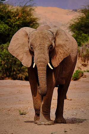 Desert elephants,  Damaraland, northwest Namibia