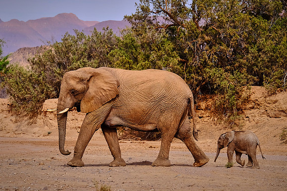 Desert elephants,  Damaraland, northwest Namibia